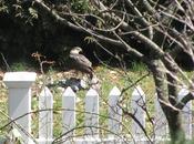 Coopers Hawk Captures Prey Farmingdale Backyard