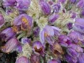 Plant Week: Pulsatilla Vulgaris