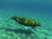 Florida Algae Bloom Leads Record Manatee Deaths