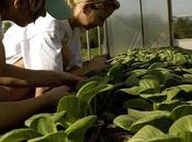 Organic Gardening, It’s Benefits Formation