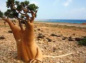 Travel Socotra Island, Yemen