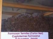 What Know About Formosan Termites?