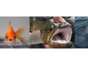 Stuff Nightmares: Fish with Human Teeth