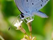 Butterfly #patterns International Photographs from #RedGage