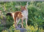 Featured Animal: Dhole