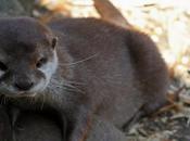 Otters Making Comeback: Furry Water-dwellers Found Every County Britain