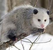 Featured Animal: Opossum