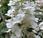 Plant Week: Hydrangea Paniculata ‘Grandiflora’