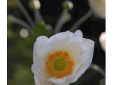 Plant Week: Anemone Hybrida ‘Honorine Jobert’