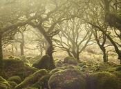 Lankans Protest Planned Deforestation