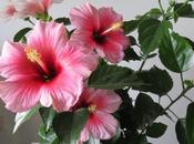 Beautiful Hibiscus Plant