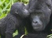 Primate Safari Rwanda: Dream Trip