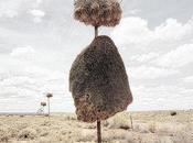 Huge Bird Nests Built Telephone Poles