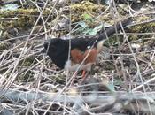 Eastern Towhee Bird Sighted Beamer Memorial Conservation Park Grimsby
