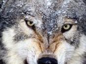 Montana Considering Extending Wolf Hunt, Upping Kill Limit