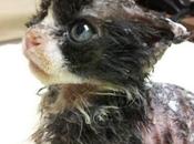 Kitten Burned Alive Fighting Back