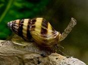 Innocent-Looking Deadly Assassin Snail