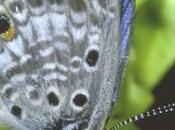 Three Types Butterflies Native South Florida Have Gone Extinct