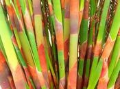 Technicolour Trewidden!