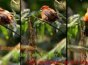 Notorious Birds Broken Twigs Masoala Rain Forest Zurich