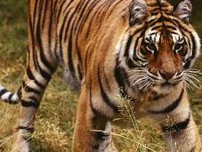 India Tiger Conservation Holiday