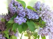 Ways Arrange Lilacs