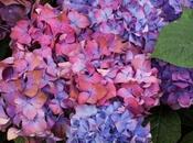 More Bigleaf Hydrangeas