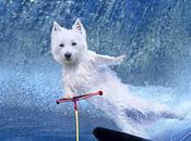 Highland Terriers Spotted Dynamic WaterSports!