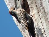 Northern Flickers Sighted Thickson’s Woods Whitby