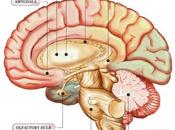 PTSD: Blame Your Hippocampus/Amygdala Complex
