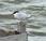 Common Terns During Storm Tommy Thompson Park Toronto