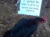 Lesson Chicken Shaming
