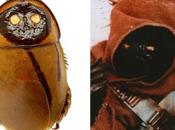 Extinct Cockroach Bears Uncanny Resemblance Jawa