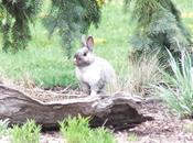 White Grey Rabbit Toronto Park Native, Tame Feral?