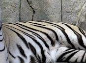 Mystery White Tiger's Coat Solved