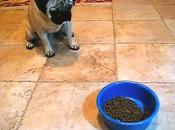 VIDEO: WORLD'S Most Patient PUG!