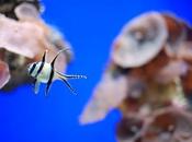 Carnival Financial Planning 5/22 Edition