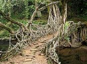 Living Root Bridges India