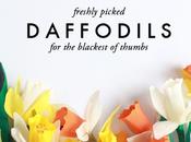 Freshly Picked Daffodils
