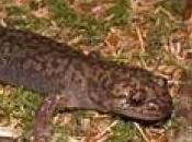 Featured Animal: Salamander