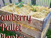 Strawberry Pallet Planter