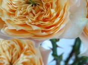 Beautiful Garden Rose