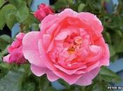 Peter Beales Roses Gold Chelsea Flower Show