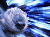 DOGS Travel Through Space Warp Speed!