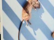 Promo Daily: Damien Maloney