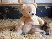 Babies Need Teddy Bear Even Horses