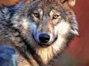 Wolves Lose Protection Northeast Under Proposed Rule