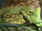 Featured Animal: Iguana