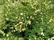 Plant Week: Rosa Hugonis