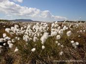 Cotton Pentlands